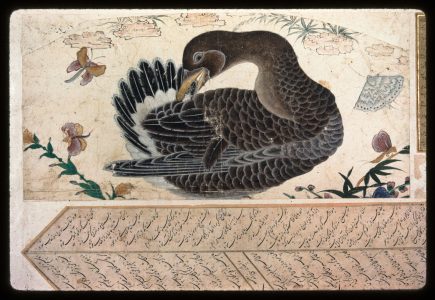 C127 · Goose grooming with butterflies & moths
